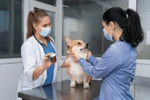 Veterinary practice valuation and acquisition consulting